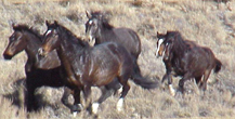 Rocky Hills Herd
                Management Area - BLM