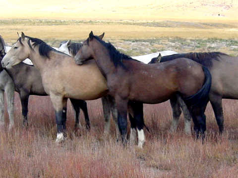 Wild Horses Of The Grasslands Western U S Tribe Equus