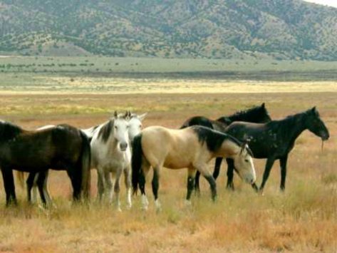 Wild Horses Of The Grasslands Western U S Tribe Equus